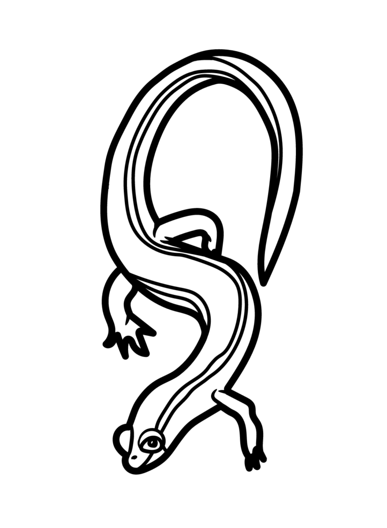 Salamander Coloring Pages Printable for Free Download