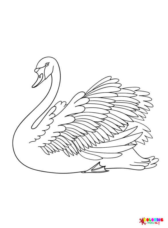 Swan Coloring Pages Printable for Free Download