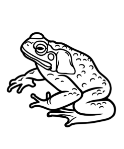 Toad Coloring Pages Printable for Free Download