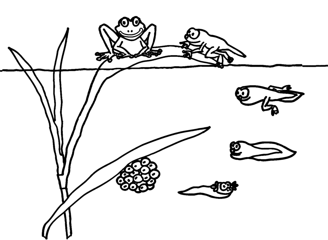 Tadpole Coloring Pages Printable for Free Download