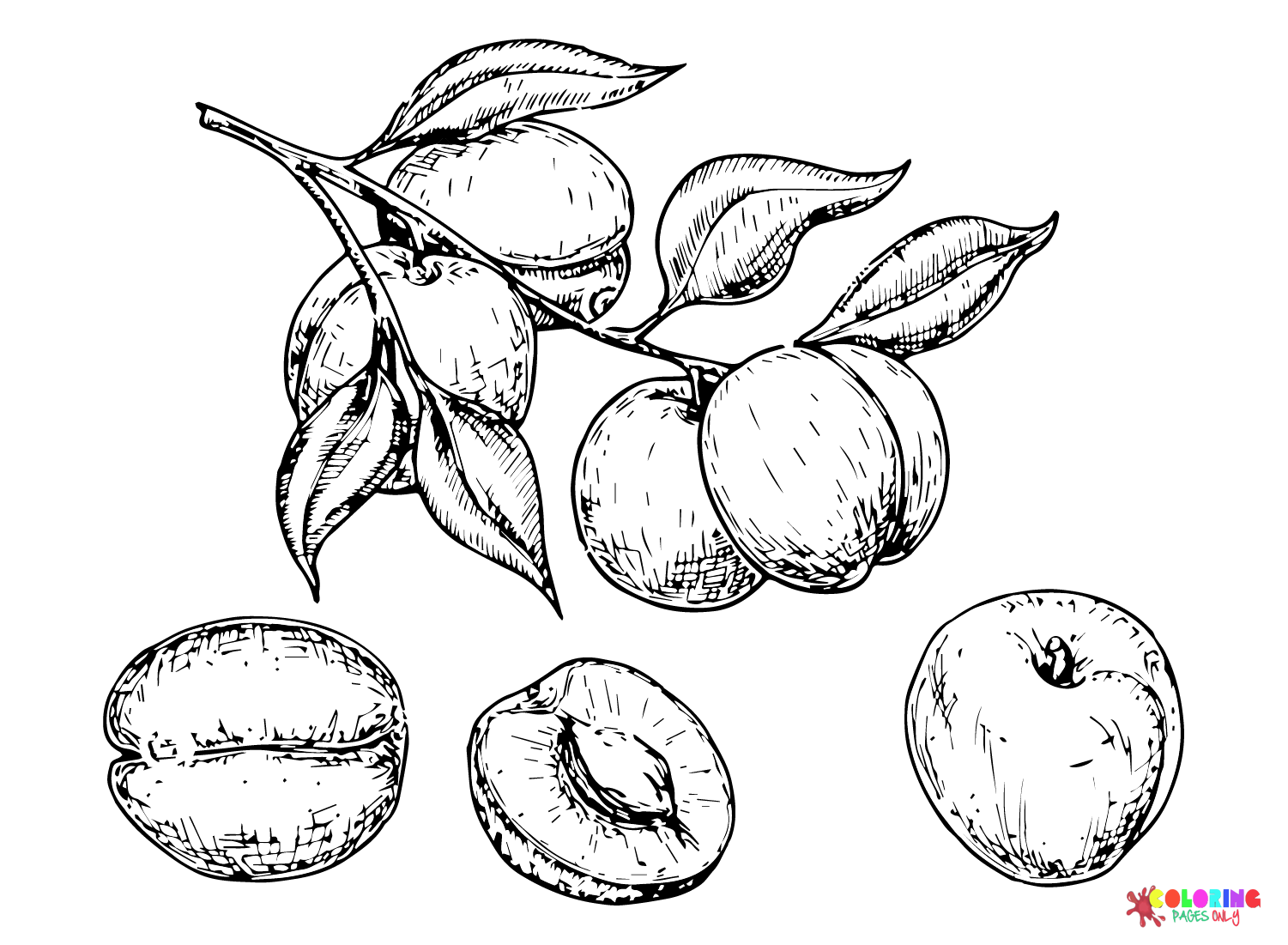 Apricot Coloring Pages Printable For Free Download