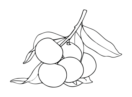 Longan Coloring Pages Printable for Free Download