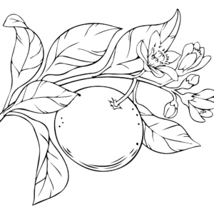 Grapefruit Coloring Pages Printable for Free Download