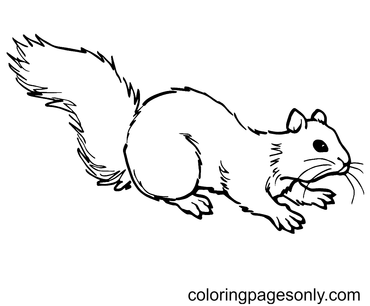 Squirrel Coloring Pages Printable for Free Download