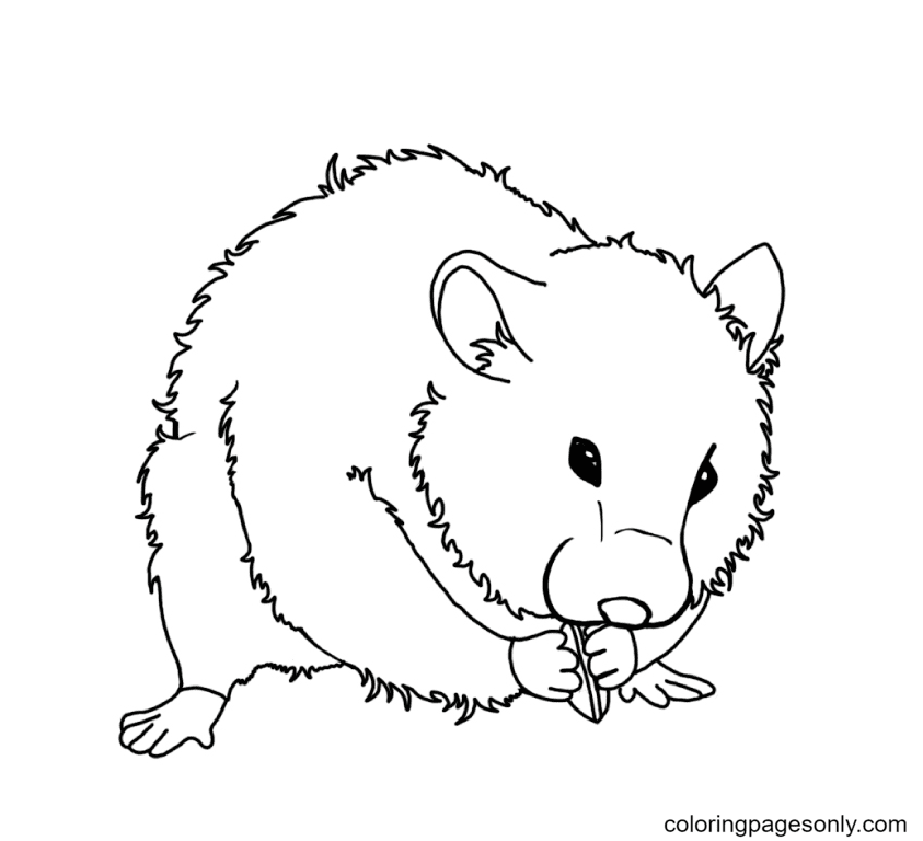 Hamster Coloring Pages Printable for Free Download