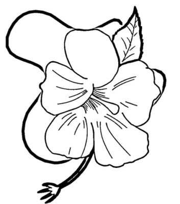 Hibiscus Coloring Pages Printable for Free Download