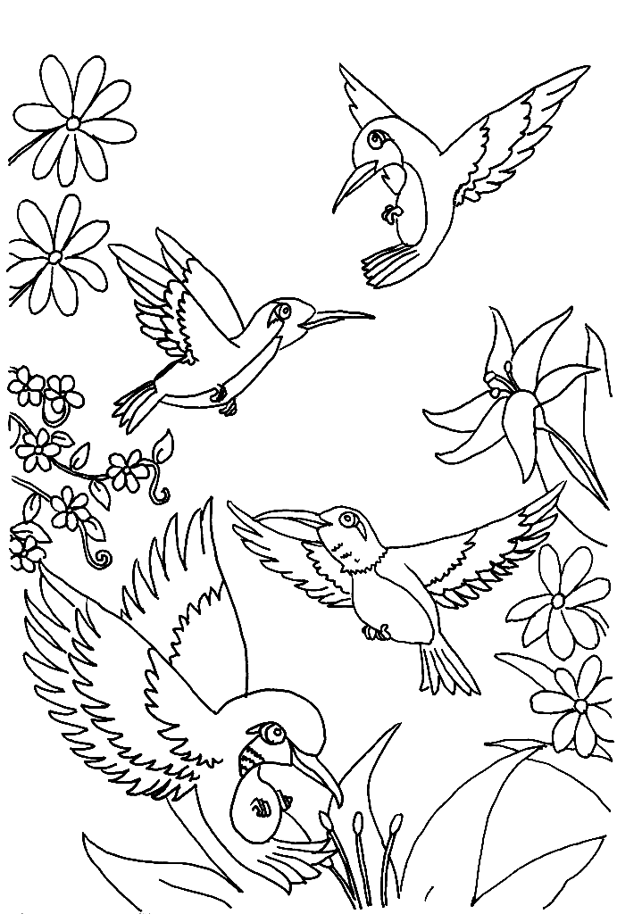 hummingbird coloring pages to print