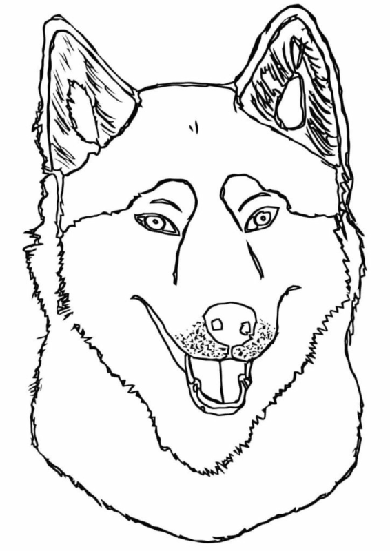 Husky Coloring Pages Printable for Free Download