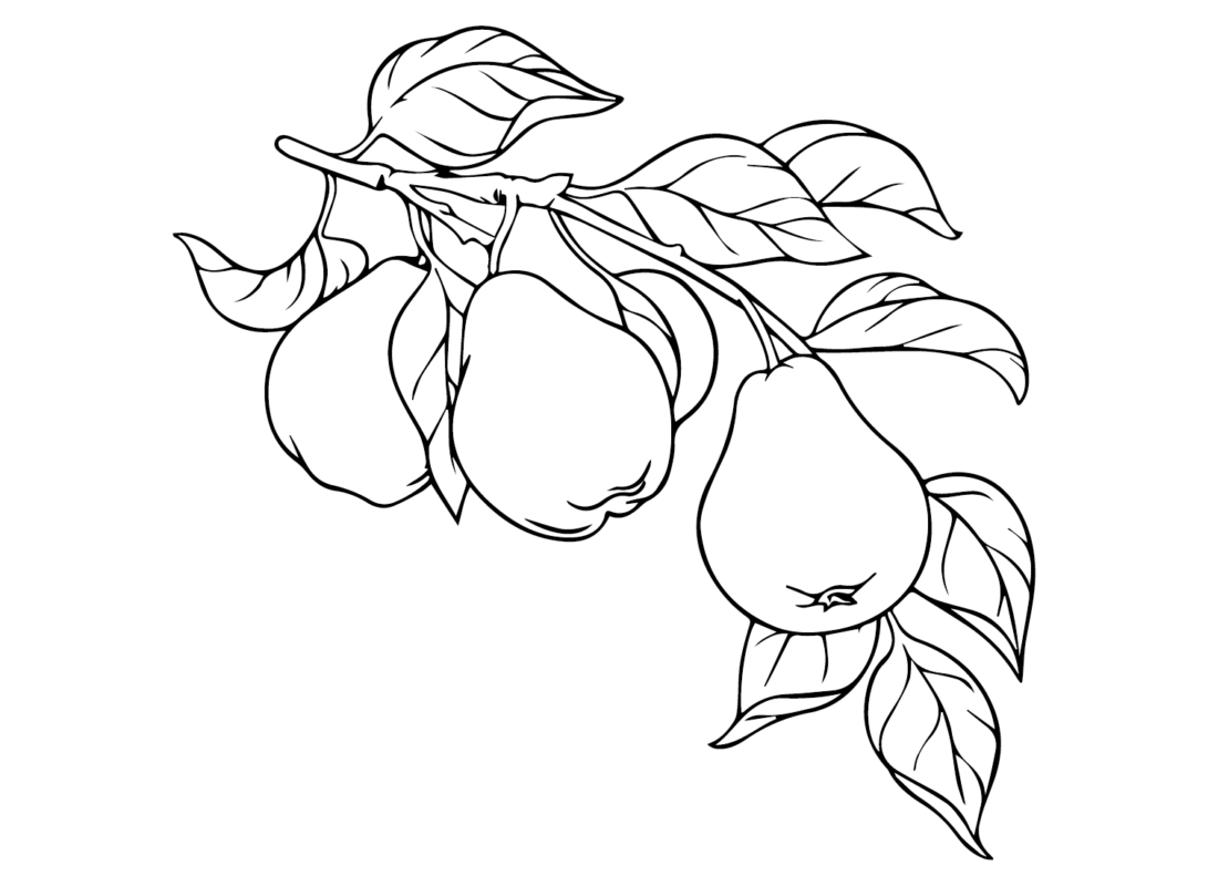 Pears Coloring Pages Printable for Free Download