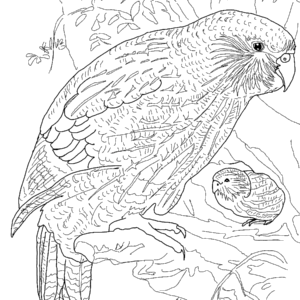 Parrot Coloring Pages Printable for Free Download