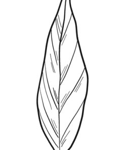 Laurel Coloring Pages Printable for Free Download