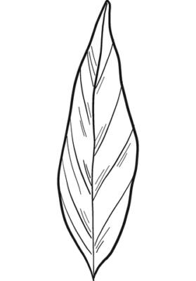 Laurel Coloring Pages Printable for Free Download