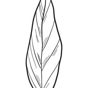 Laurel Coloring Pages Printable for Free Download