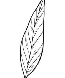 Laurel Coloring Pages Printable for Free Download