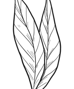 Laurel Coloring Pages Printable for Free Download