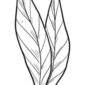 Laurel Coloring Pages Printable for Free Download