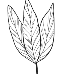 Laurel Coloring Pages Printable for Free Download