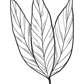 Laurel Coloring Pages Printable for Free Download