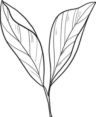 Laurel Coloring Pages Printable for Free Download