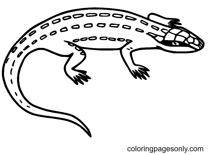 Lizard Coloring Pages Printable for Free Download