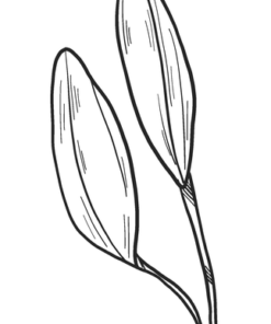 Lilies Coloring Pages Printable for Free Download