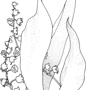 lily of the valley coloring pages