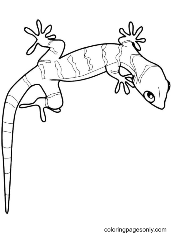 Lizard Coloring Pages Printable for Free Download