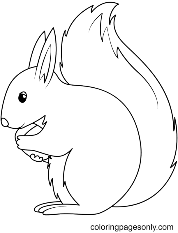 Squirrel Coloring Pages Printable for Free Download