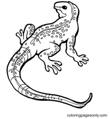 Lizard Coloring Pages Printable for Free Download