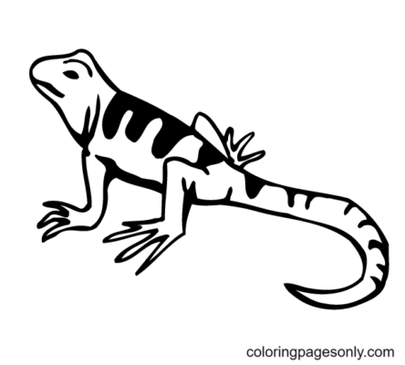 Lizard Coloring Pages Printable for Free Download