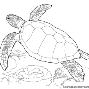 Turtle Coloring Pages Printable for Free Download