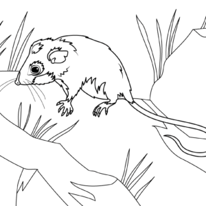 Possum Coloring Pages Printable for Free Download