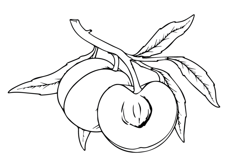 Nectarine Coloring Pages Printable for Free Download