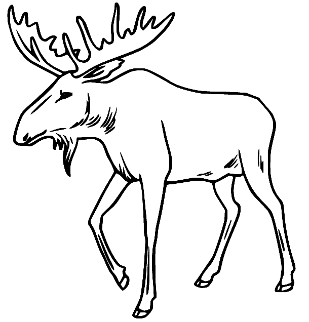 Moose Coloring Pages Printable for Free Download