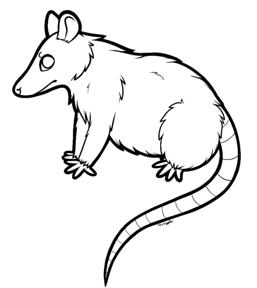 Opossum Coloring Pages Printable for Free Download