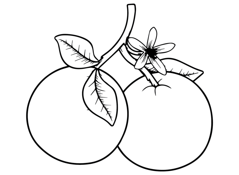 Oranges Coloring Pages Printable for Free Download