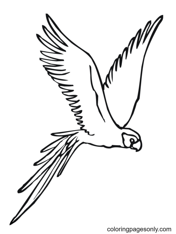 Parrot Coloring Pages Printable for Free Download