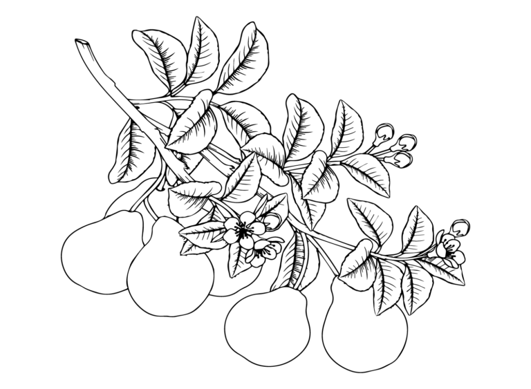 Pears Coloring Pages Printable for Free Download