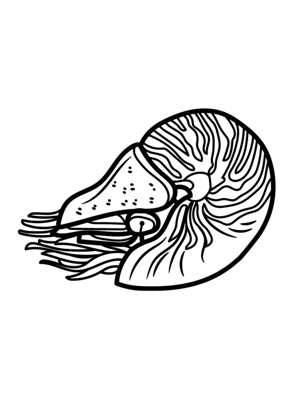 Nautilus Coloring Pages Printable for Free Download