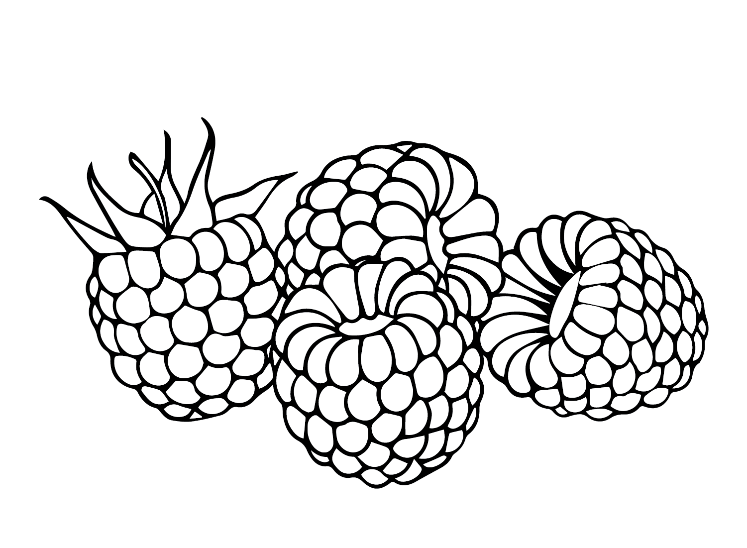 Raspberry Coloring Pages Printable for Free Download