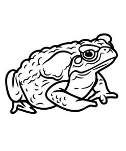 Toad Coloring Pages Printable for Free Download