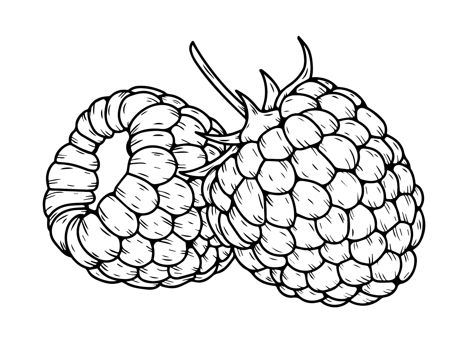 Raspberry Coloring Pages Printable for Free Download