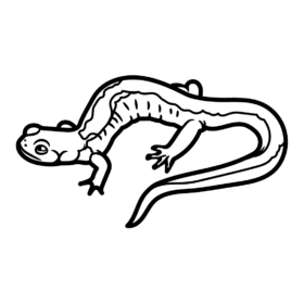 Salamander Coloring Pages Printable for Free Download