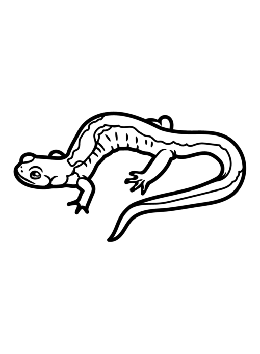 Salamander Coloring Pages Printable for Free Download