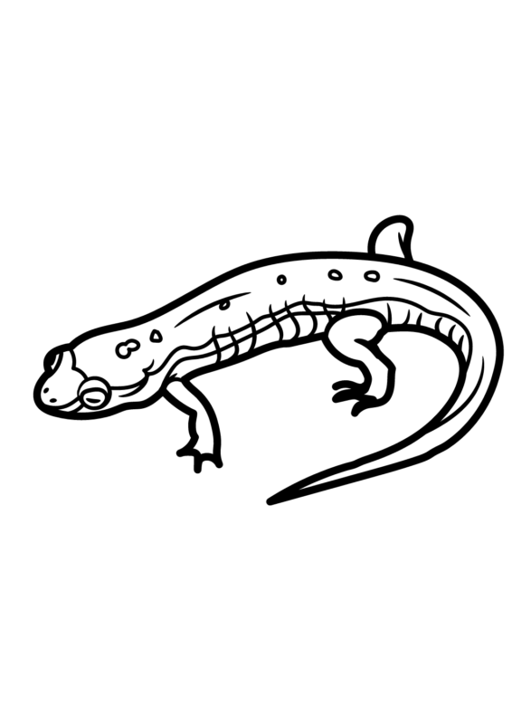 Salamander Coloring Pages Printable for Free Download