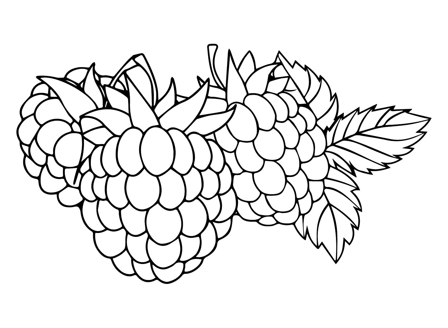 raspberries coloring pages