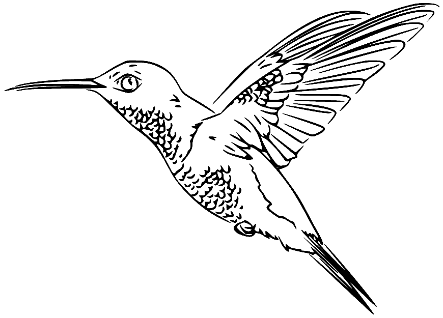 Hummingbird Coloring Pages Printable for Free Download