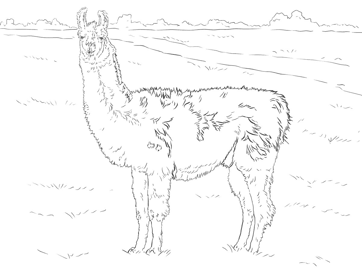 Realistic Animal Coloring Pages Printable for Free Download