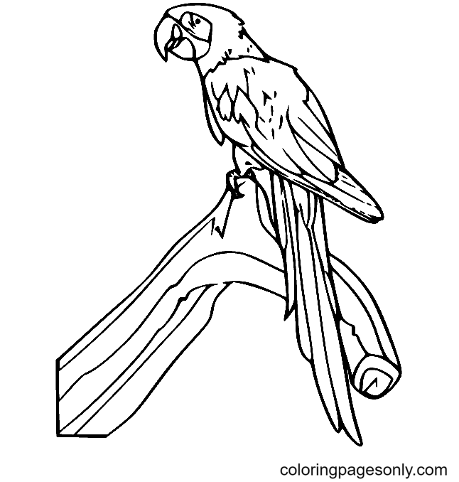 Parrot Coloring Pages Printable for Free Download