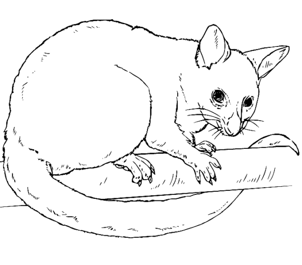 Possum Coloring Pages Printable for Free Download